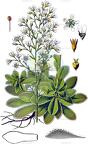 Saxifraga cotyledon