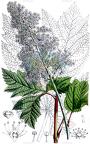 Rodgersia podophylla