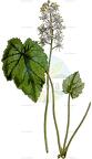 Tiarella cordifolia
