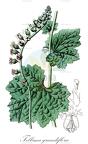 Tellima grandiflora