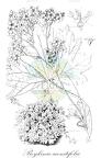 Boykinia aconitifolia
