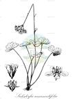 Suksdorfia ranunculifolia