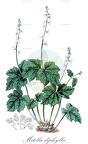 Mitella diphylla