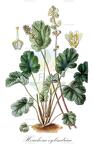 Heuchera cylindrica