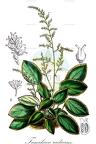 Tanakaea radicans