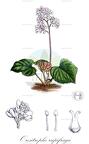Oresitrophe rupifraga