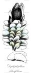 Diplophyllum obtusifolium