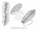 Diplophyllum taxifolium