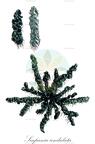Scapania undulata