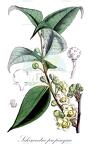 Schisandra propinqua