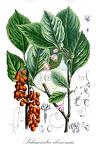 Schisandra chinensis
