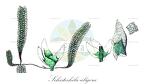 Schistochila aligera