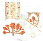 Schizymenia