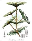 Sciadopitys verticillata