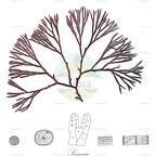 Scinaia