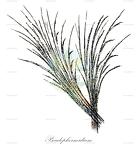 Pseudophormidium
