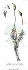 Blindiadelphus recurvatus