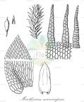 Meiothecium microcarpum