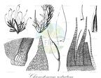 Chionostomum rostratum