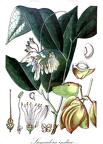 Samadera indica