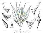Glossocalyx longicuspis