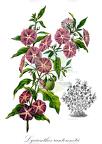 Lycium barbarum