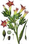 Nicotiana tabacum
