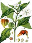 Alkekengi officinarum