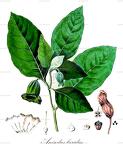 Anisodus luridus