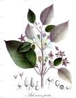 Athenaea picta