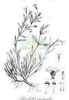 Bouchetia anomala