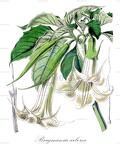 Brugmansia arborea