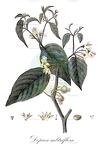 Deprea subtriflora
