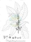 Discopodium penninervium