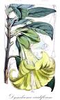 Dyssochroma viridiflorum