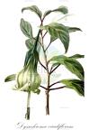 Dyssochroma viridiflorum