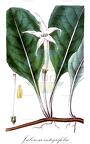 Jaborosa integrifolia