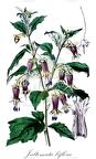 Jaltomata biflora