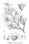 Mellissia begonifolia