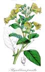 Physochlaina praealta