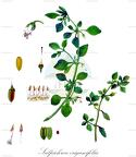 Salpichroa origanifolia