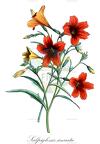 Salpiglossis sinuata