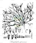 Sclerophylax spinescens