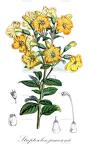 Streptosolen jamesonii