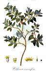 Withania somnifera