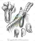 Gongylanthus liebmannianus
