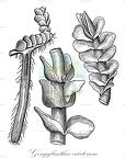 Gongylanthus ericetorum