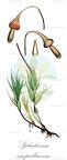 Splachnum ampullaceum