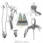 Splachnum luteum