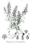 Stegnosperma halimifolium